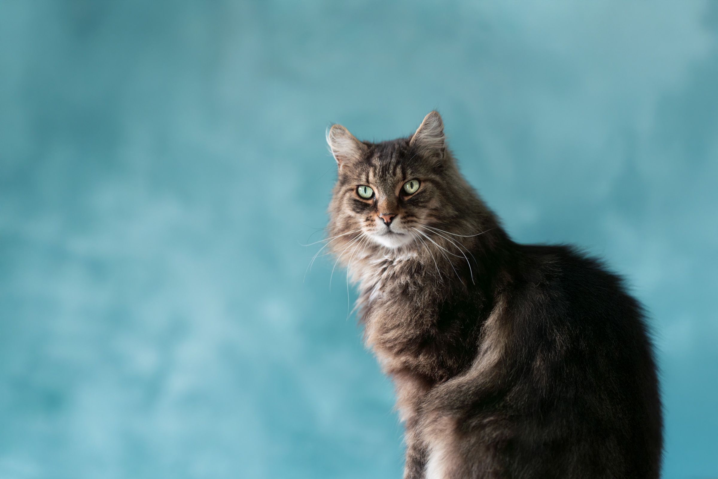 Tierfotografie (Platzhalter, bitte ersetzen), Beispielbild 5