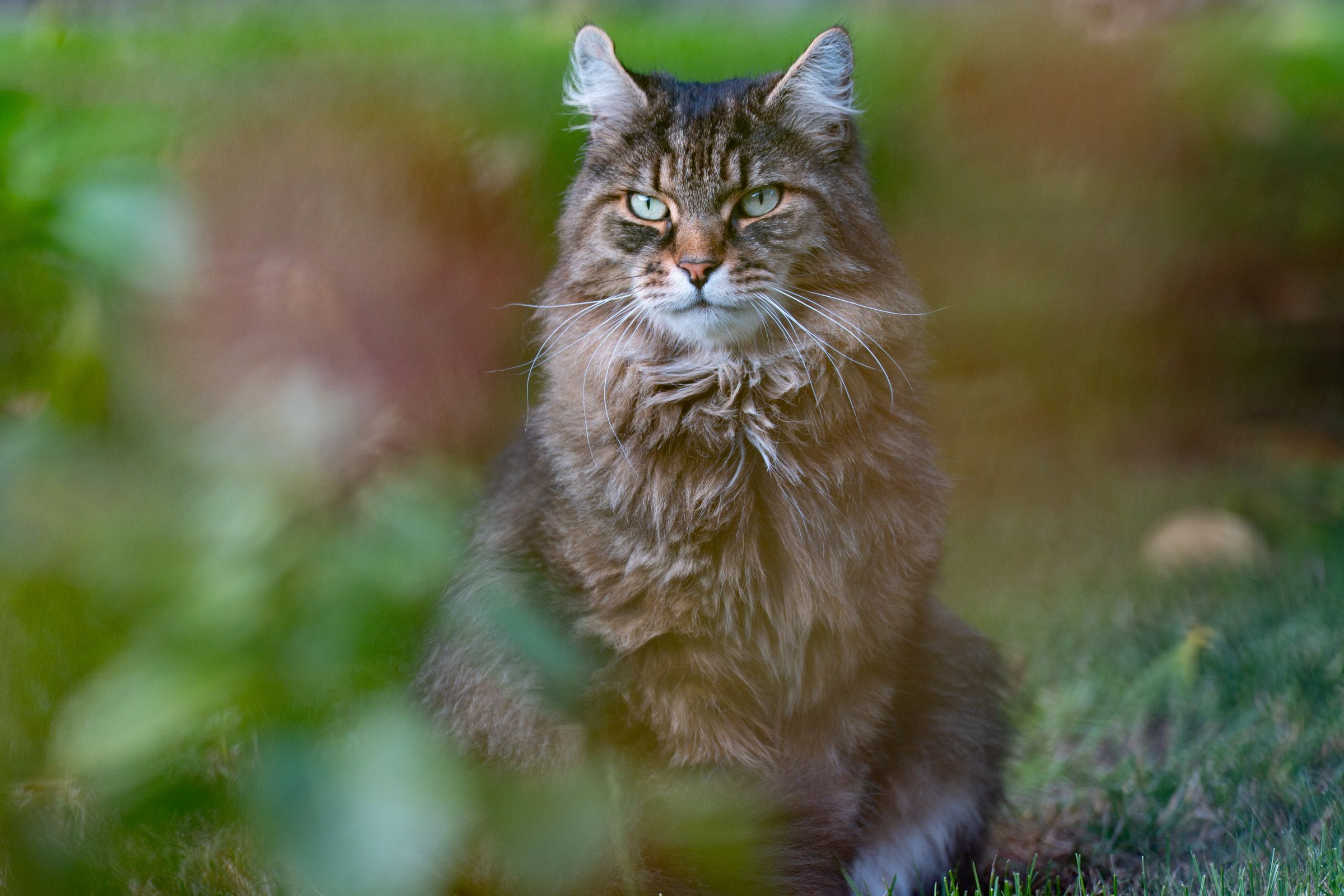 Tierfotografie - Leo
